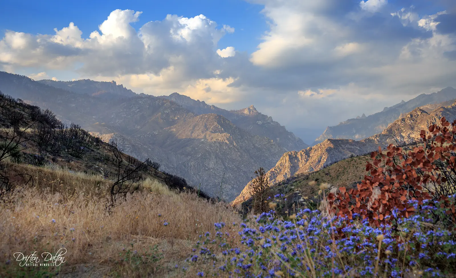 Sierra Nevada mountain valley near Sequoia National Park framed by stone, grasses, and purple wildflowers