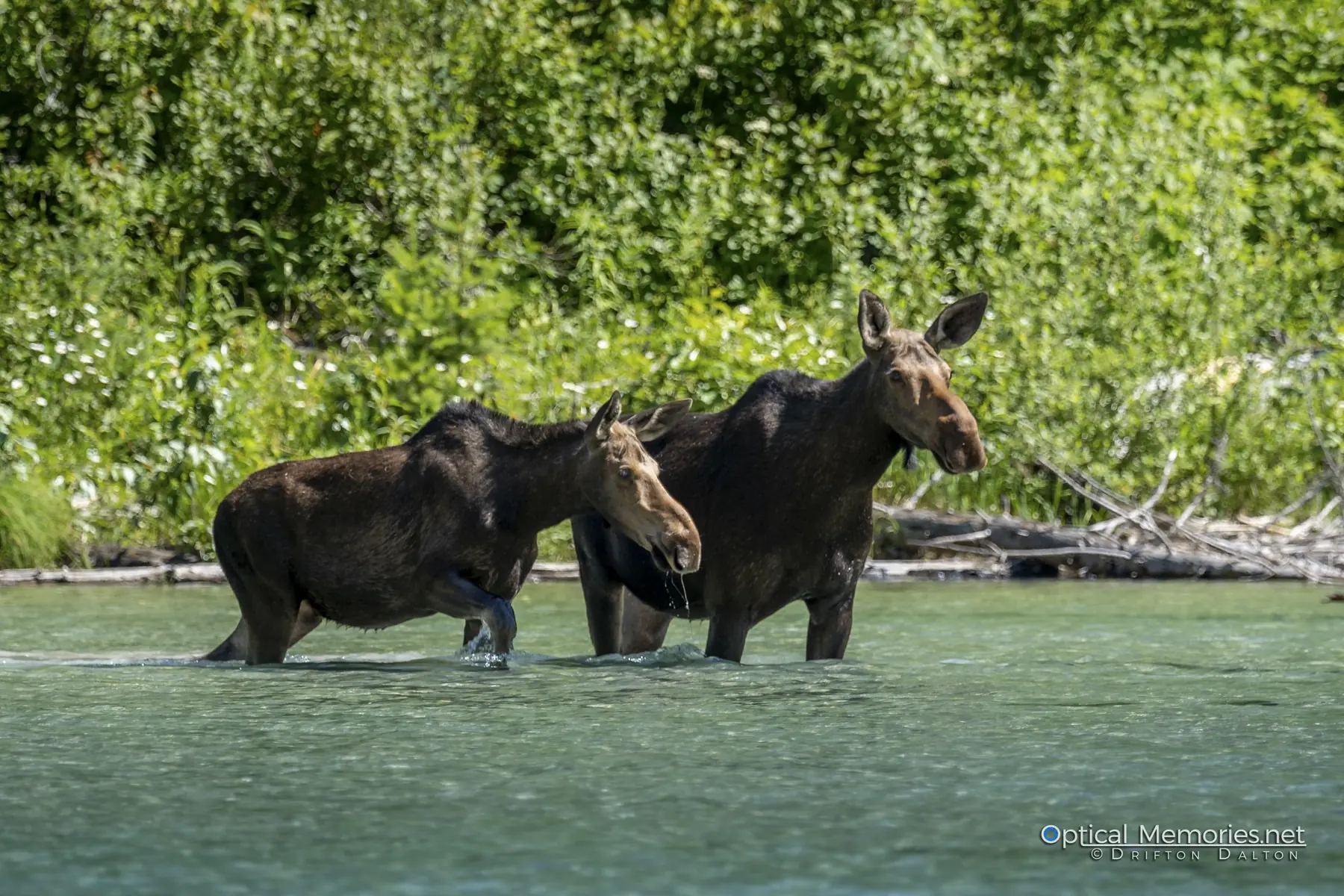 Two moose wading through the water at Avalanche Lake